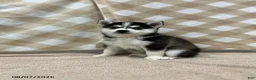 Pomsky dogs for sale: Penny - Ad 3