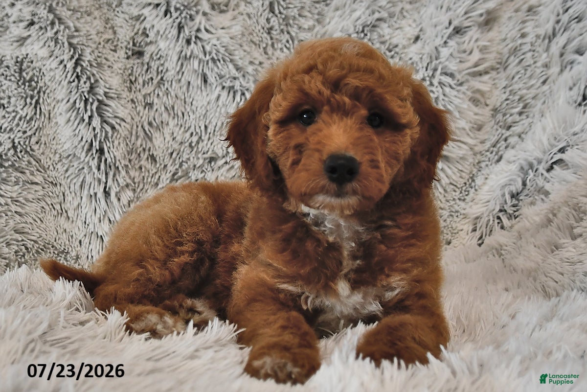 Mini Goldendoodle dogs Taffy - Ad 2