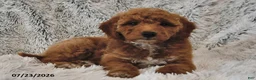Mini Goldendoodle dogs for sale: Taffy - Ad 2