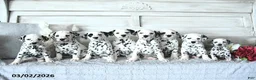 Dalmatian dogs for sale: Max - Ad 2