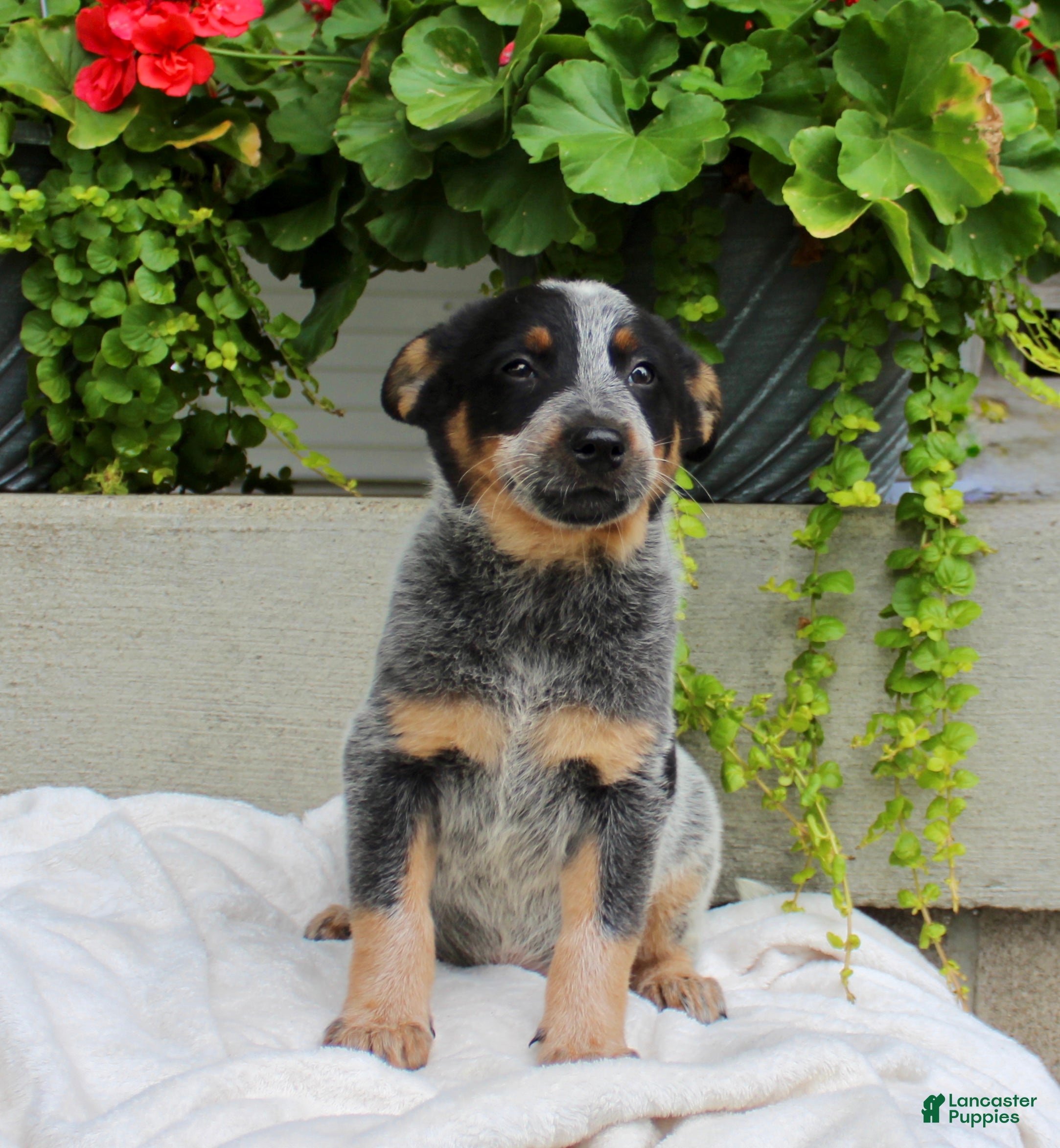 Australian Cattle Dog dogs Cody - Ad 2
