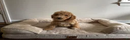Mini Goldendoodle dogs for sale: Mini Goldendoodle Puppy 1 - Ad 1