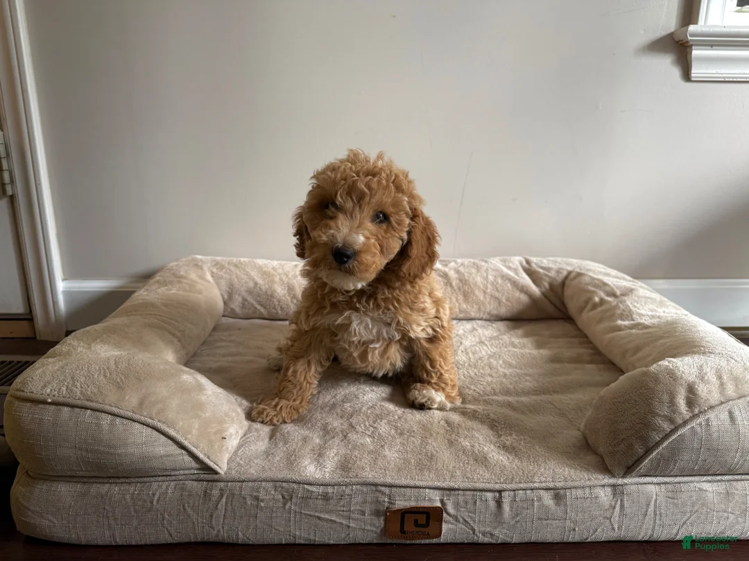 Mini Goldendoodle dogs for sale: Mini Goldendoodle Puppy 1 - Ad 1
