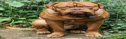 Mixed Breed dogs for sale: Zara - Ad 10