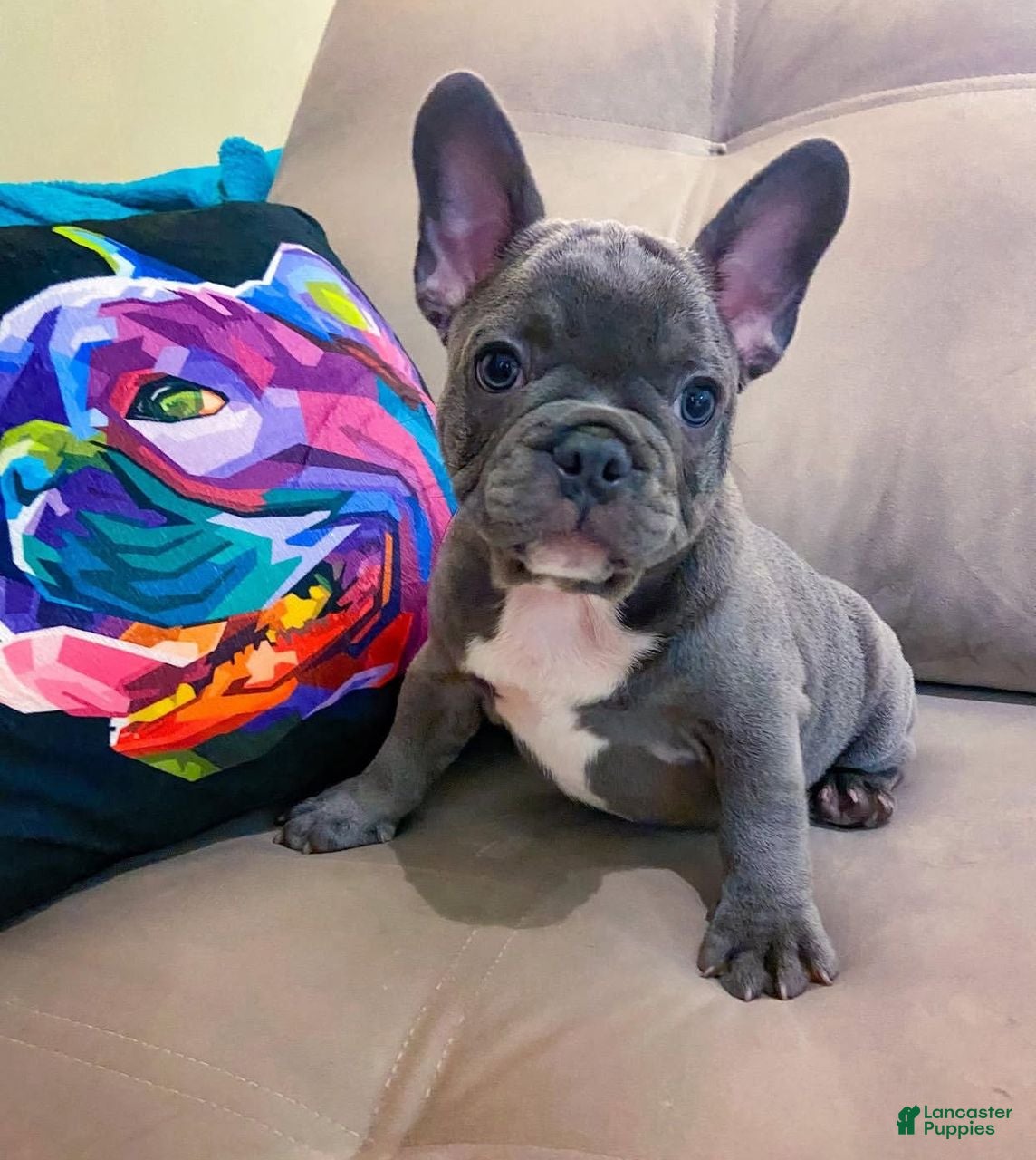 French Bulldog dogs Thor - Ad 16