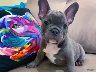 French Bulldog dogs Thor - Ad 16