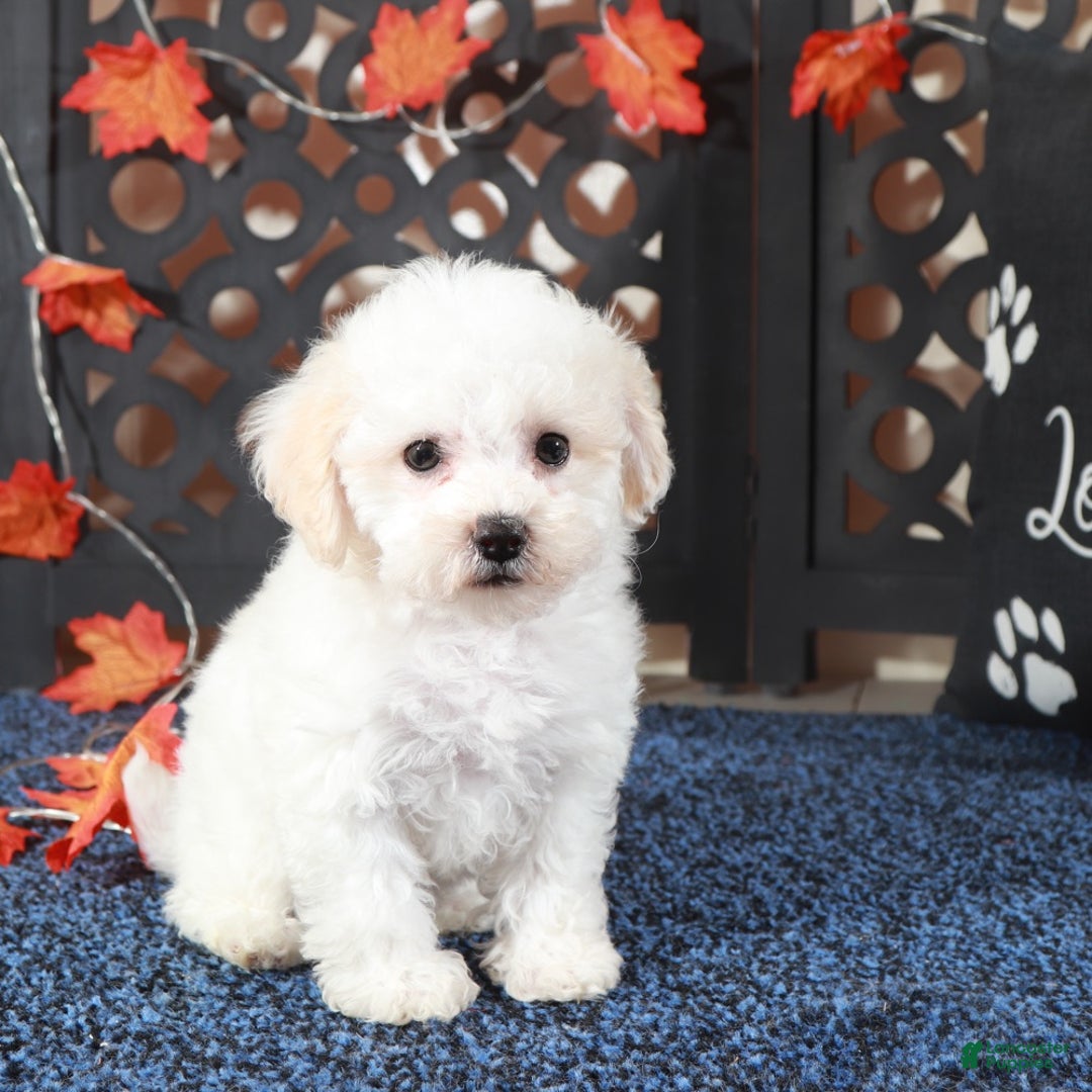 Bichpoo dogs for sale: Jasmine Sweet Cuddly Poochon Female - Ad 2