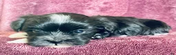 Havanese dogs for sale: Oreo - Ad 5