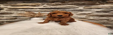 BRUNO - Mini Goldendoodle Puppy 2