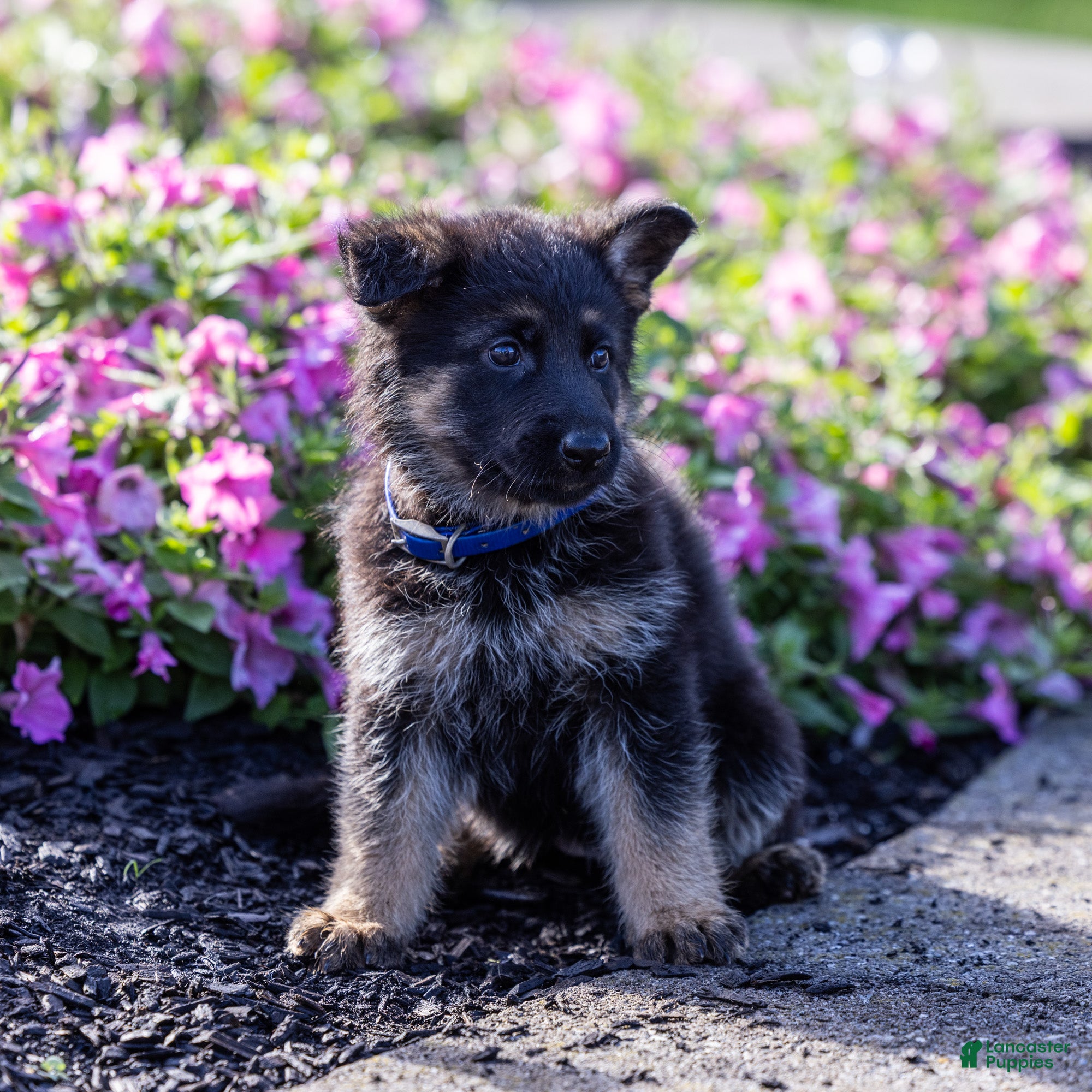 German Shepherd dogs Bess - Ad 2