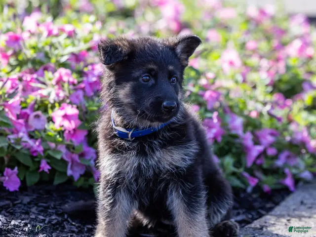 German Shepherd dogs for sale: Bess - Ad 2