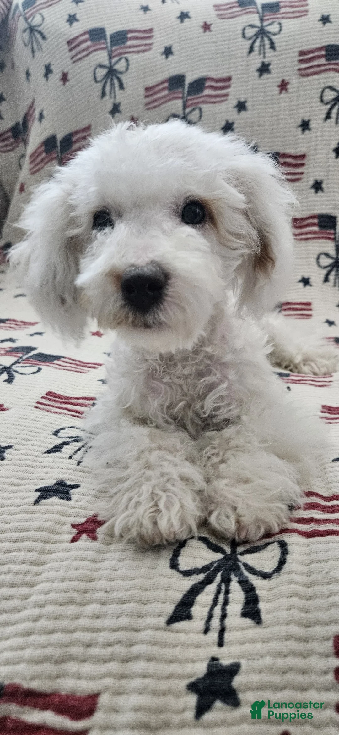 Toy Poodle dogs for sale: Teddy - Ad 1