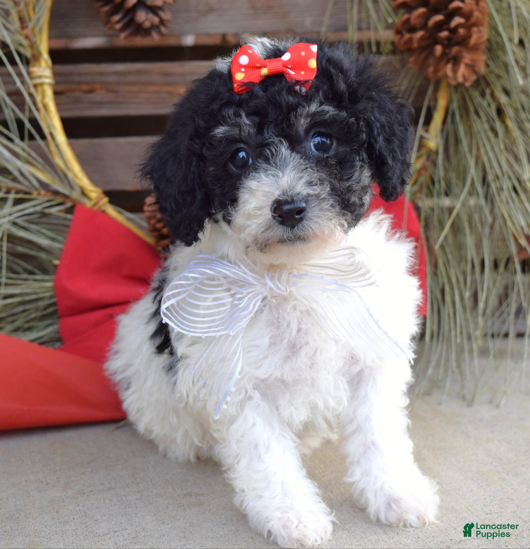 Bichpoo dogs for sale: Lola - Ad 8