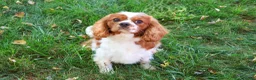 Cavalier King Charles Spaniel dogs for sale: Rambo  - Ad 7