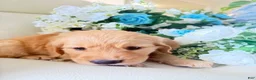 Golden Retriever dogs for sale: Golden Retriever 1 - Ad 6