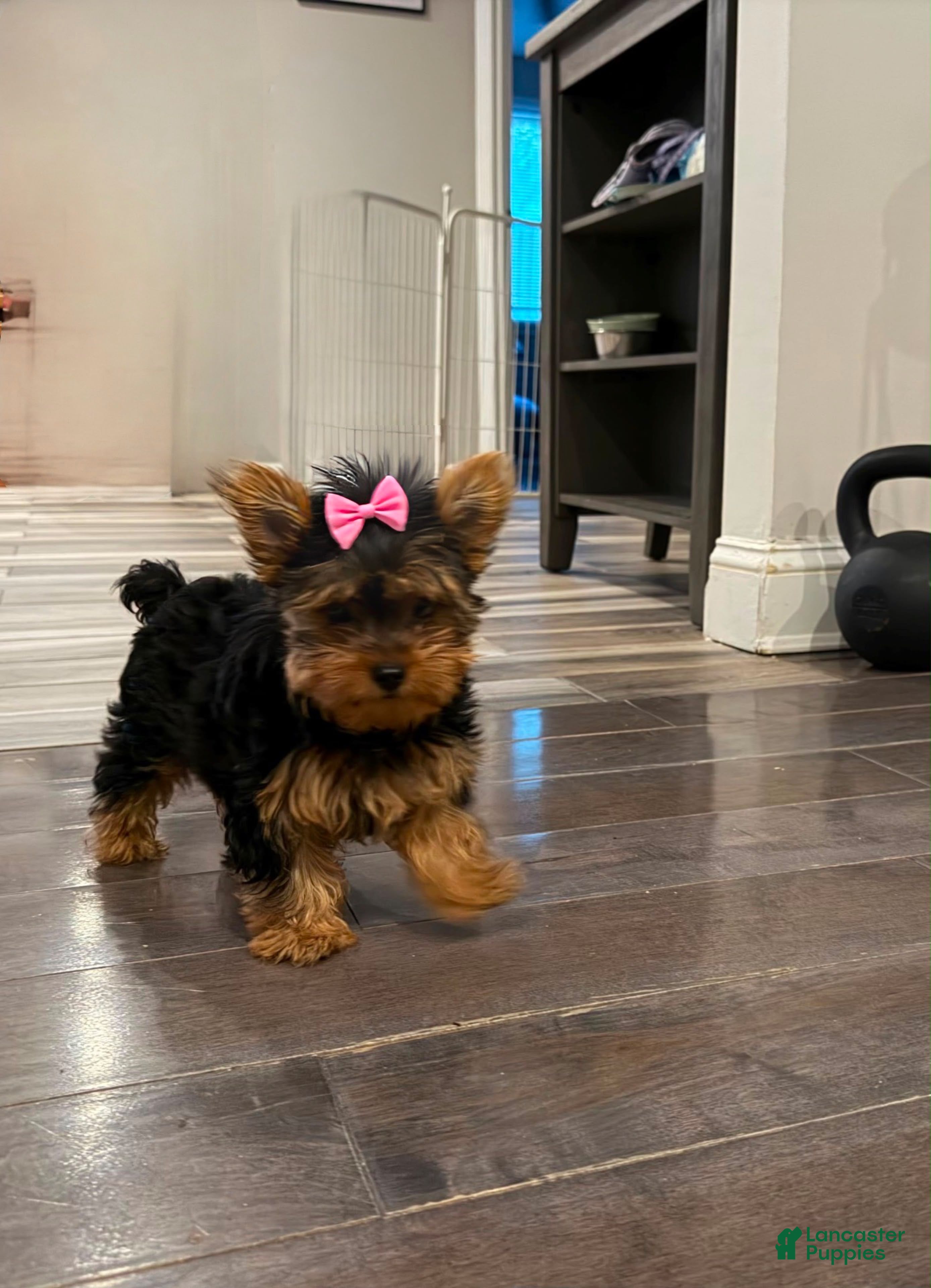 Yorkshire Terrier dogs for sale: Eva Gigi-AKC  Potty and Crate Trained  - Ad 4