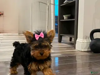Yorkshire Terrier dogs Eva Gigi-AKC Potty and Crate Trained - Ad 5