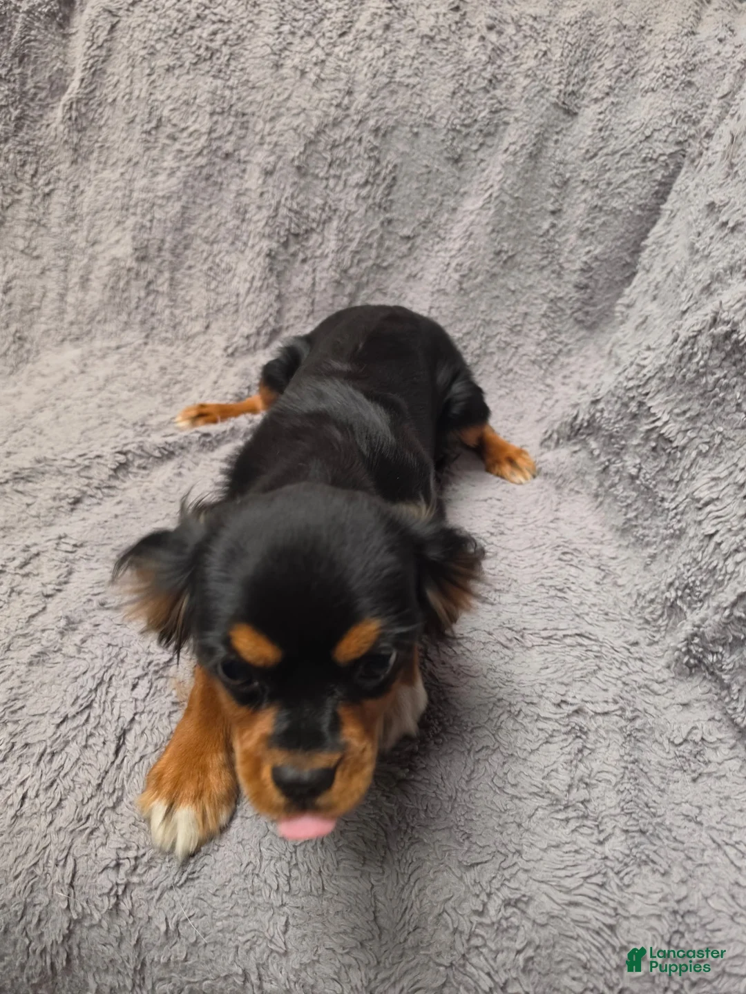 Cavalier King Charles Spaniel dogs for sale: Cavalier King Charles Spaniel 4 - Ad 2