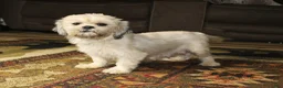 Shih Tzu dogs for sale: Bailey - Ad 6
