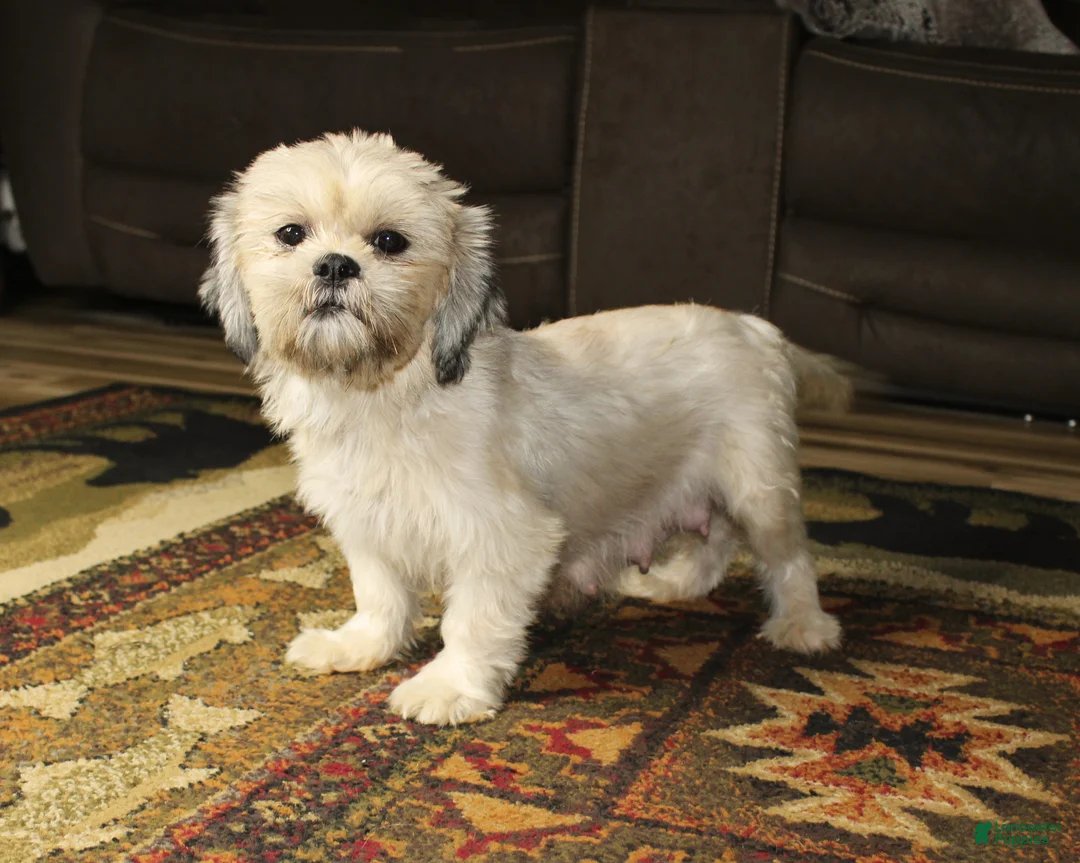 Shih Tzu dogs for sale: Bailey - Ad 6