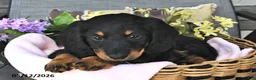 Miniature Dachshund dogs for sale: Kandy - Ad 2