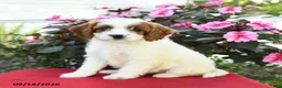 Cavapoo dogs for sale: Meg - Ad 4