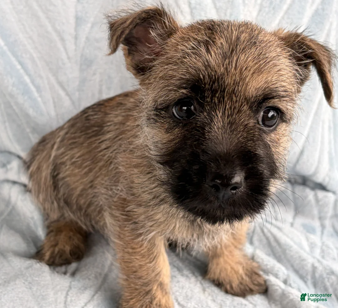 Cairn Terrier dogs for sale: Cairn Terrier Puppy 2 Diego - Ad 4