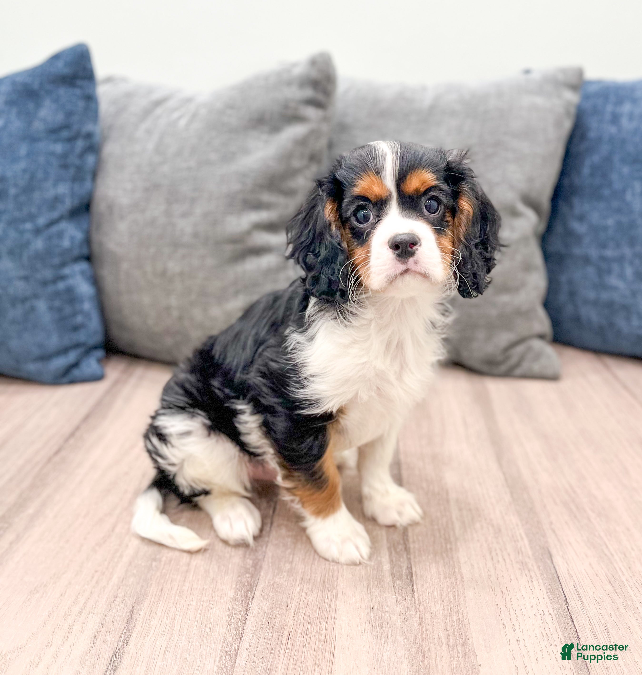 Cavalier King Charles Spaniel dogs Duff - Ad 2
