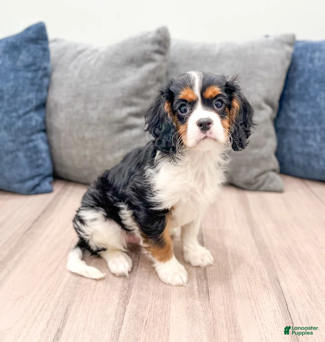 Cavalier King Charles Spaniel dogs for sale: Duff - Ad 2