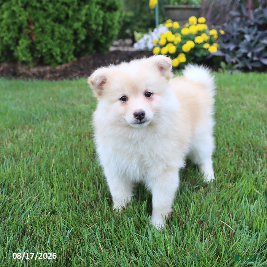 Pomsky dogs Sunny  - Ad 1