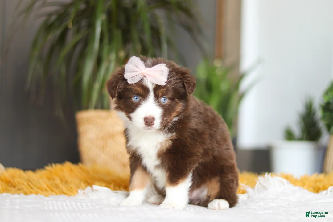 Australian Shepherd dogs for sale: Adelaide - Ad 2