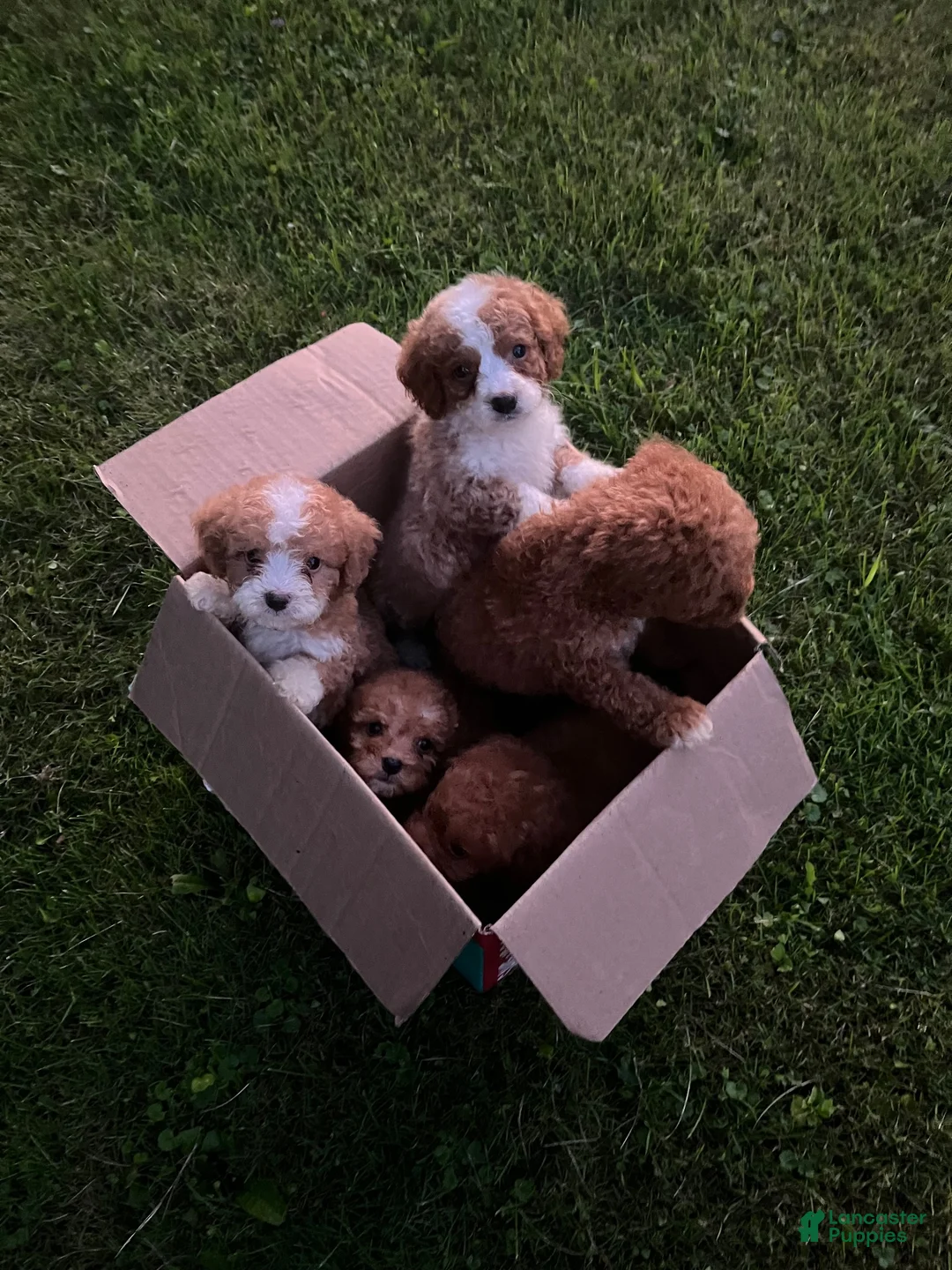 Mini Bernedoodle dogs for sale: Yellow Girl - Ad 2