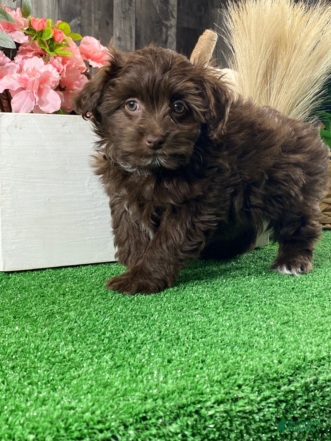Havanese dogs for sale: Hanna  - Ad 4
