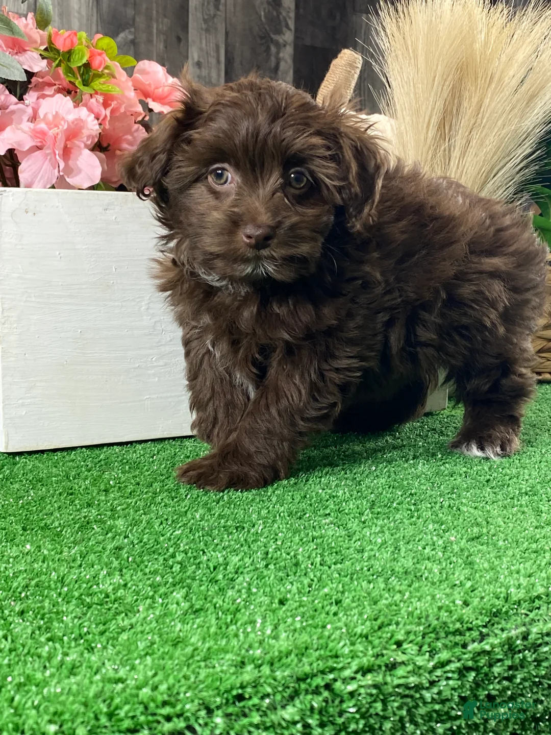 Havanese dogs for sale: Hanna  - Ad 6