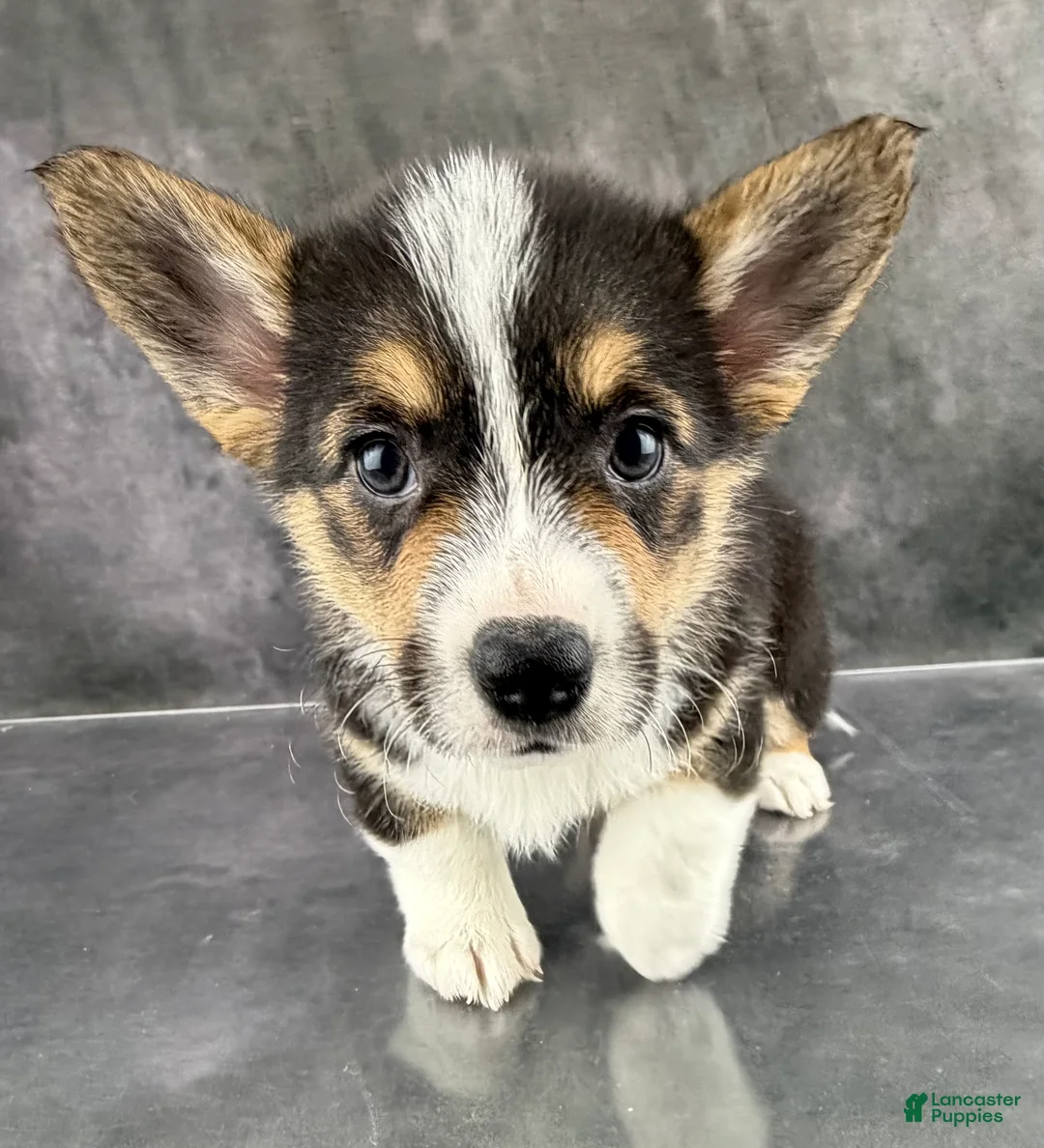 Welsh Corgi Pembroke dogs for sale: Loki Tailed Baby ❤️ - Ad 3