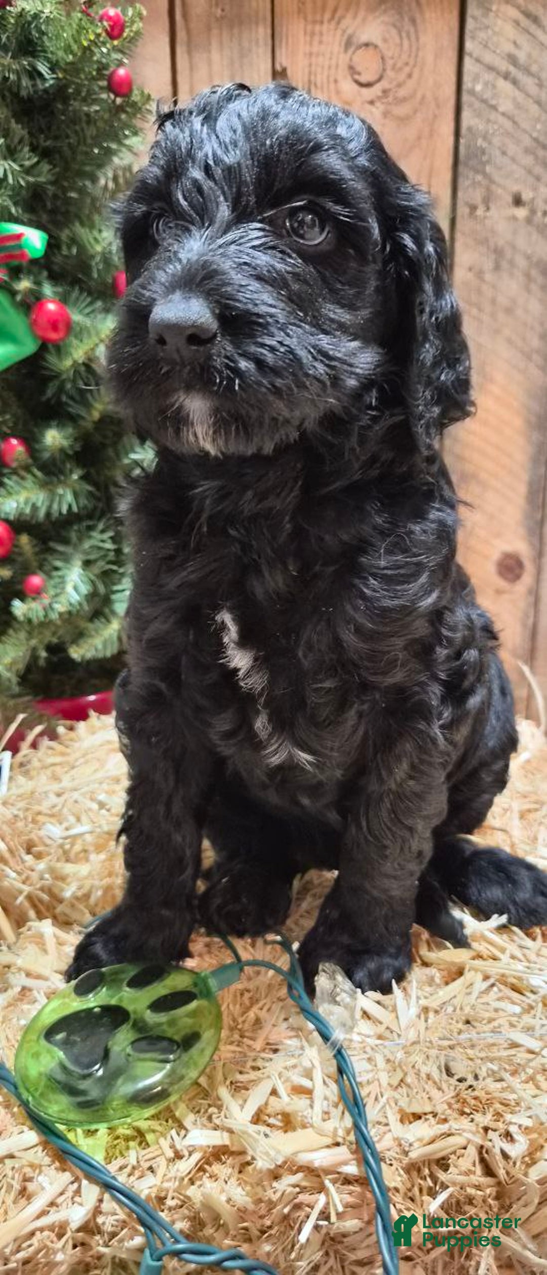 Goldendoodle dogs for sale: Luna  - Ad 4