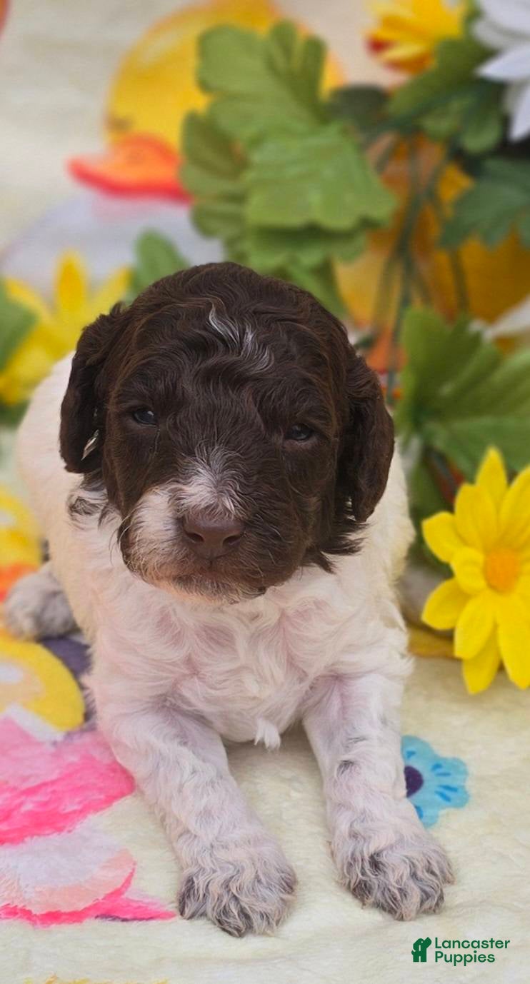 Mini Goldendoodle dogs Chex - Ad 23