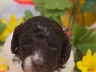 Mini Goldendoodle dogs Chex - Ad 23