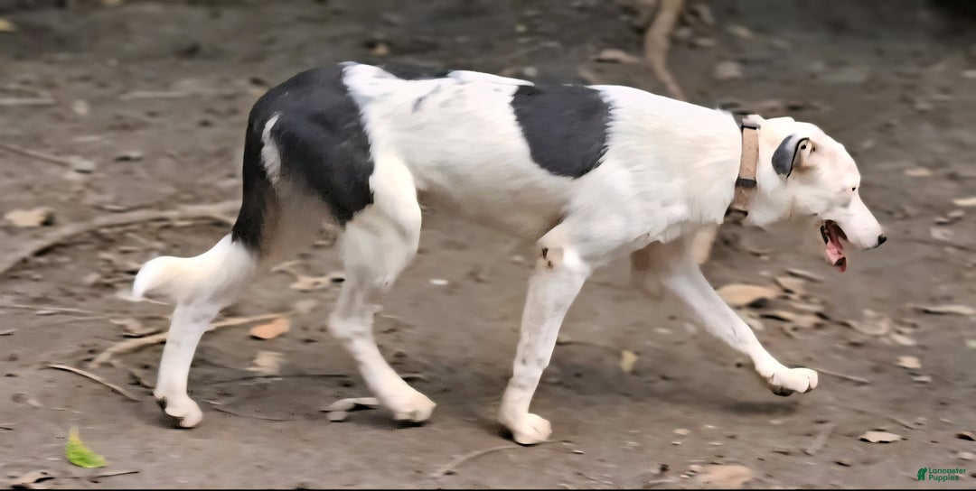 Border Collie dogs for sale: Dreami (Runt) - Ad 8