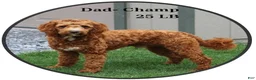 Mini Goldendoodle dogs for sale: Bubbles - Ad 6