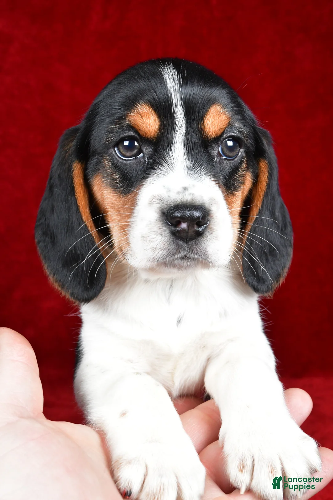 Beagle dogs for sale: Sheila - Ad 11