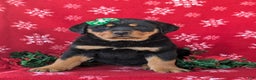 Rottweiler dogs for sale: Brandy - Ad 2