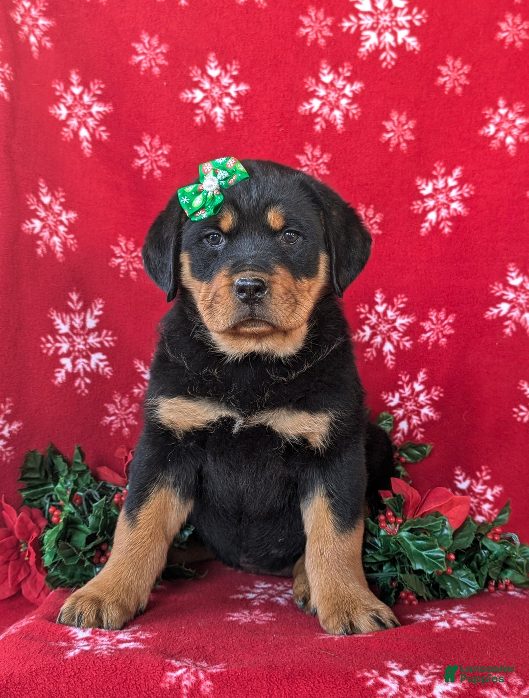 Rottweiler dogs for sale: Brandy - Ad 2