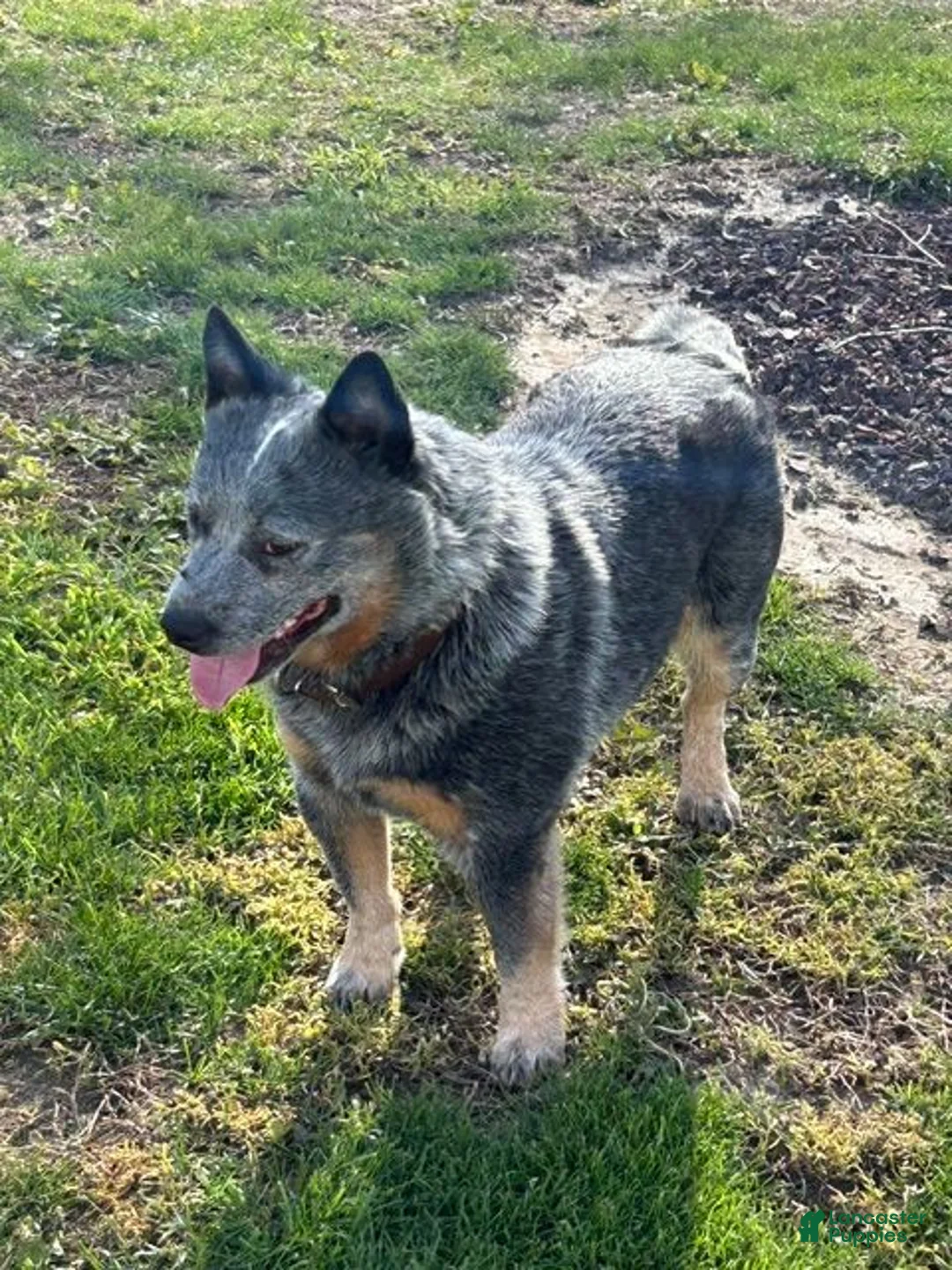 Australian Cattle Dog dogs for sale: Australian Cattle Dog Female 1 - Ad 3