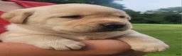 Labrador Retriever dogs for sale: Montana  - Ad 4