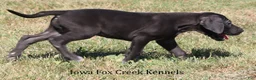 Great Dane dogs for sale: Sadie - Ad 6
