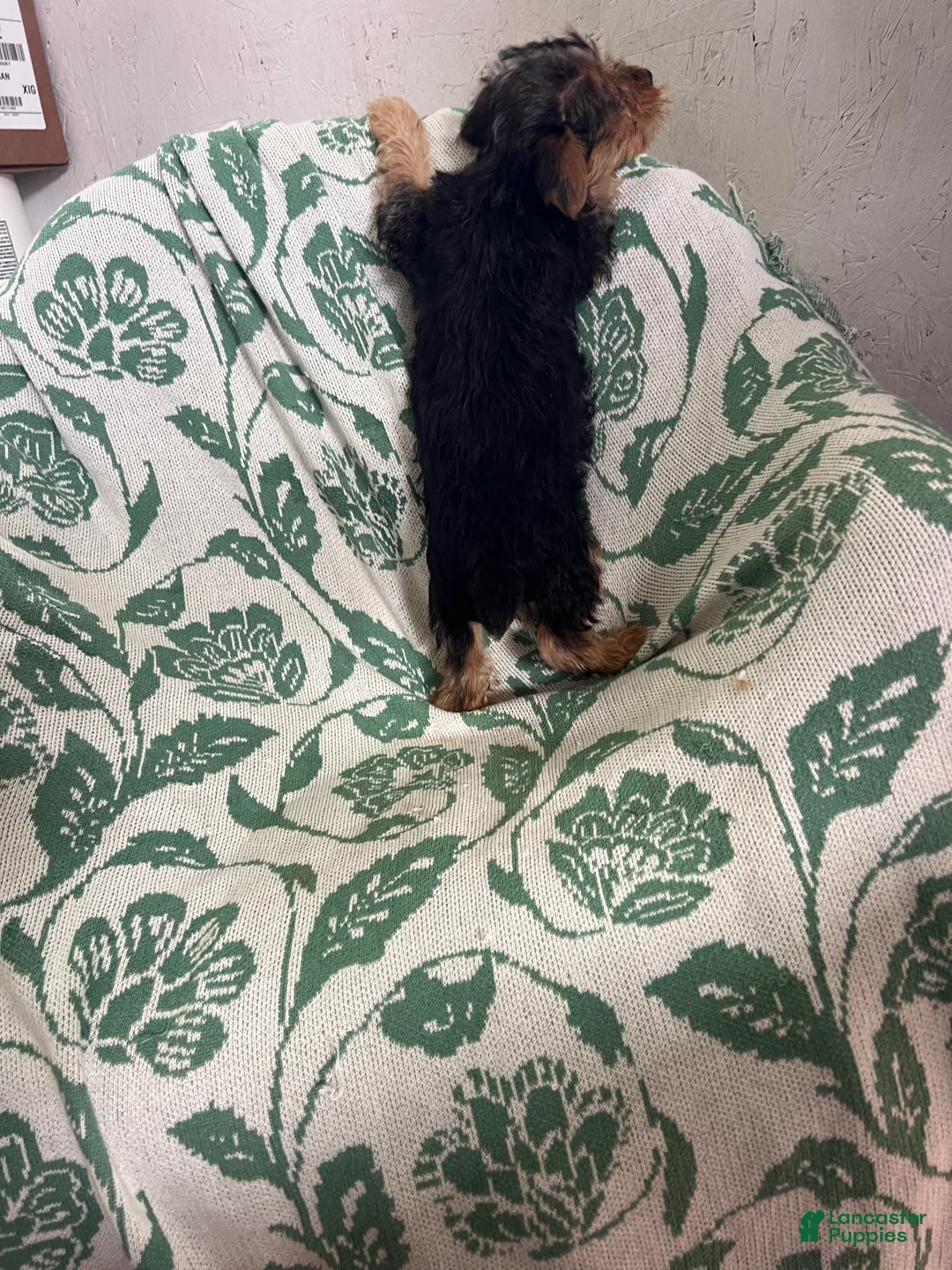 Yorkshire Terrier dogs for sale: Danny Boy - Ad 2