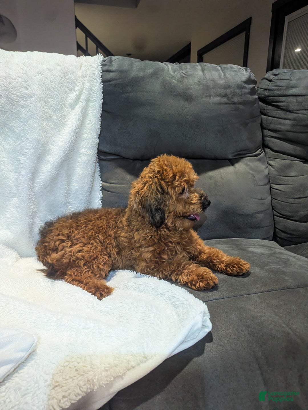 Havapoo dogs for sale: Bailey - Ad 4