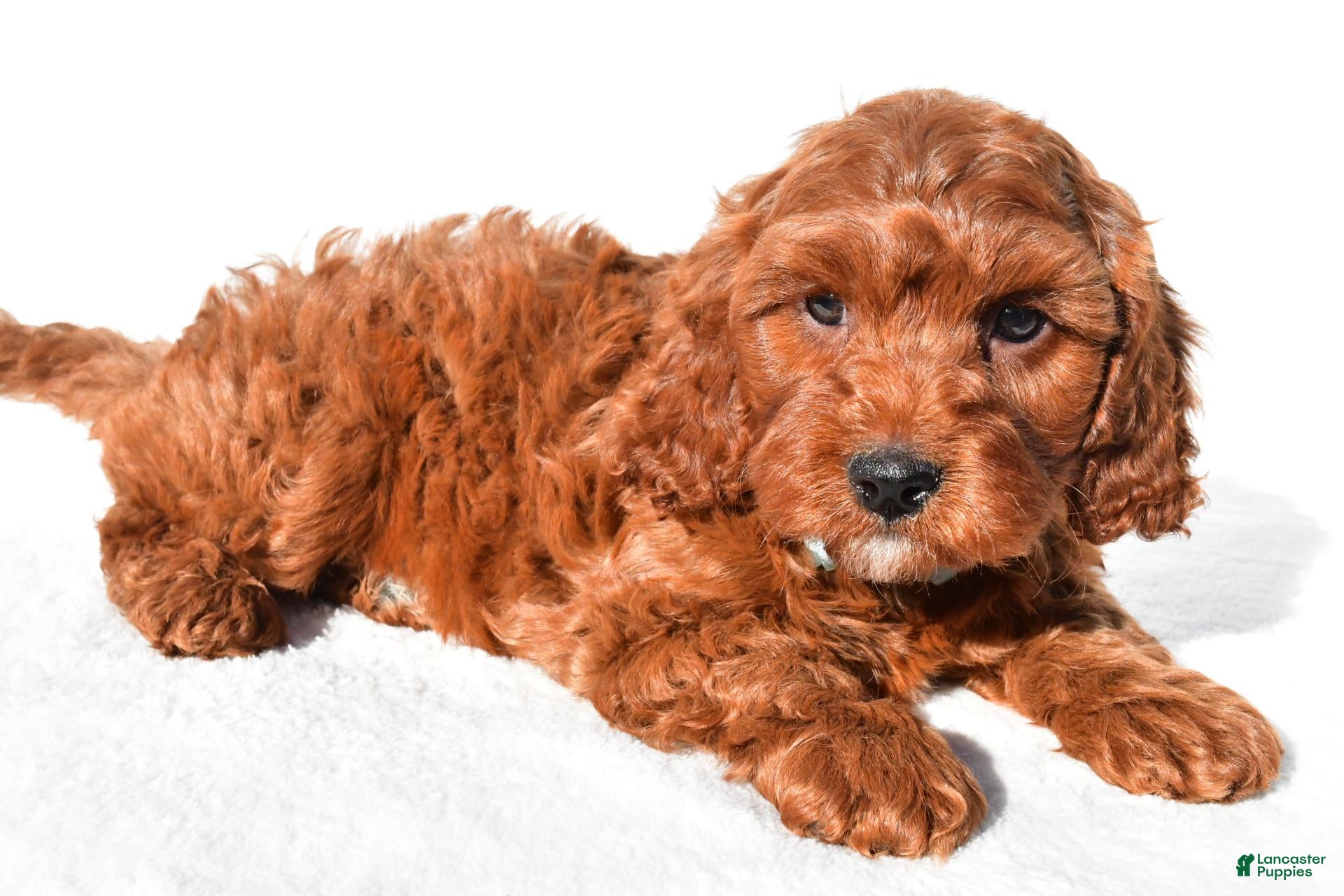 Cavapoo dogs for sale: Scooter - Ad 2