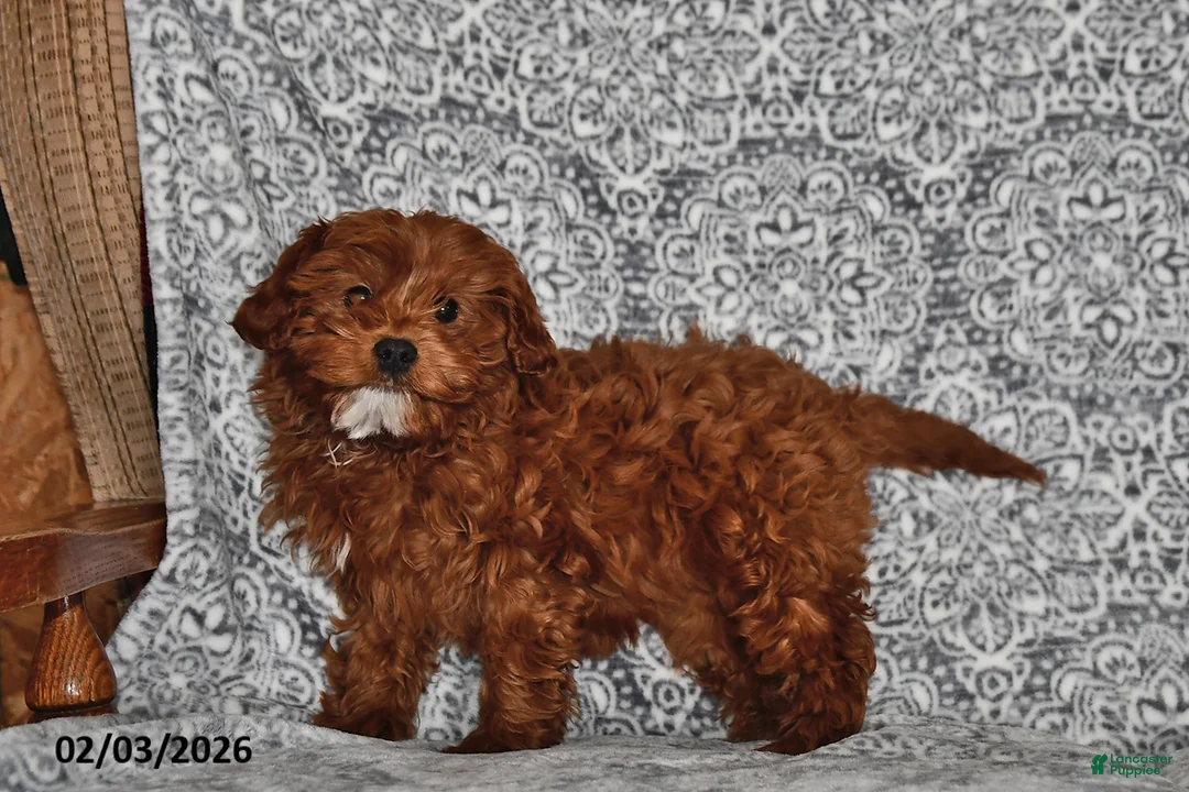 Cavapoo dogs for sale: Shelley - Ad 5
